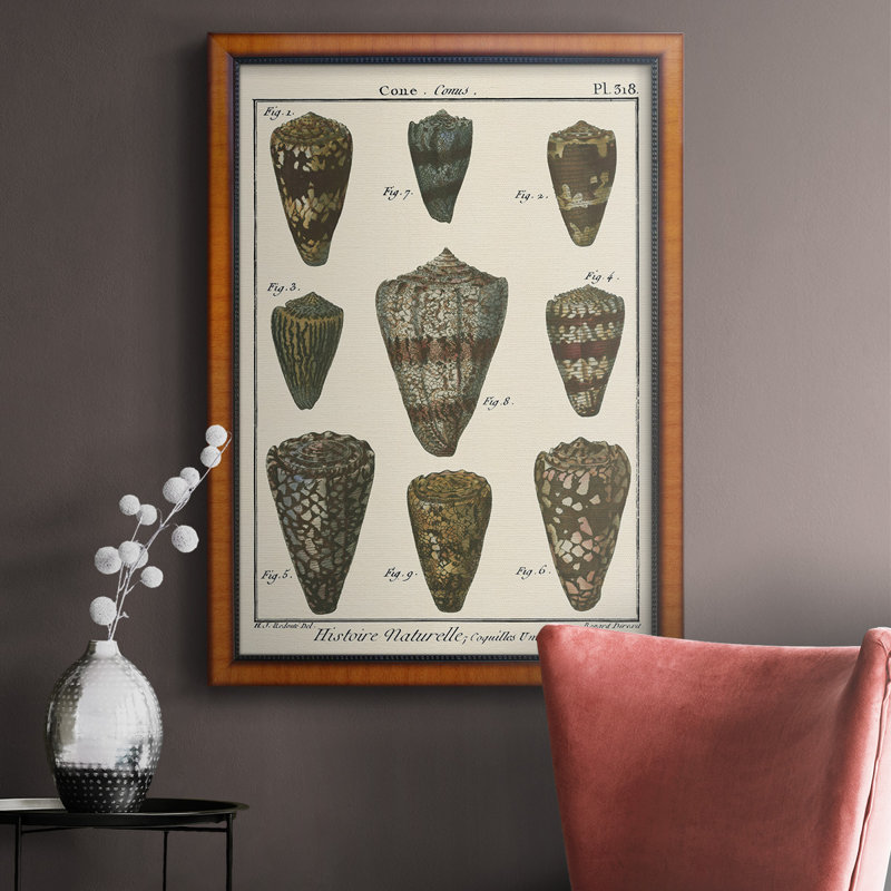 Cone Shell Pl. 318 Toile encadrée de qualité supérieure - prête à être accrochée, H 20 po x l 16 po x P 2,5 po