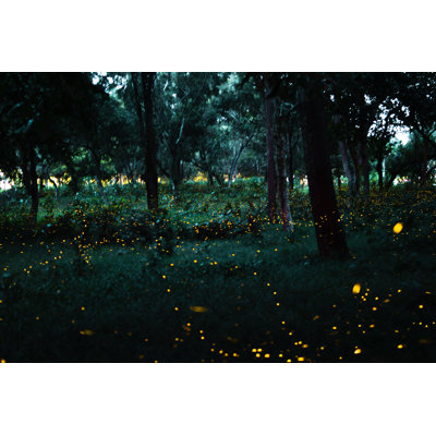 Nowaczyk " Firefly Flying On Bush At Night "
