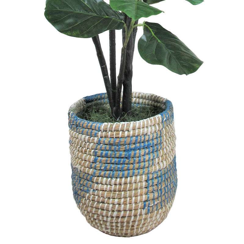 Figuier dans un panier 54,00 "Liasia