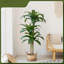 152cm Tree