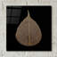 «Feuille brune» par PhotoINC Studio-2143199274