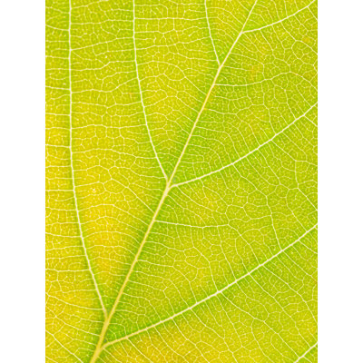 Autumn Leaf by Philippe Monthoux