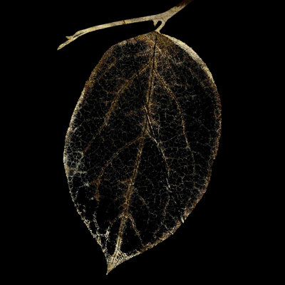 Feuilles d'automne IV