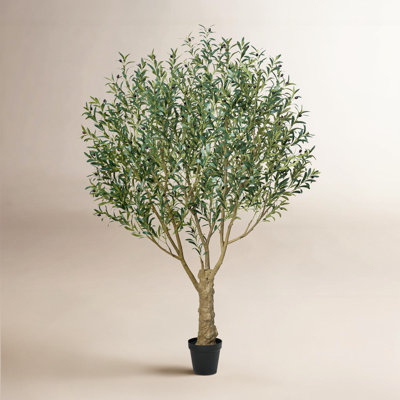 Aldis Olive Tree in Pot