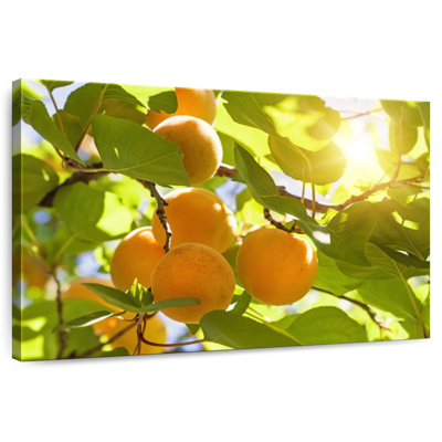 Sunlit Apricot Tree