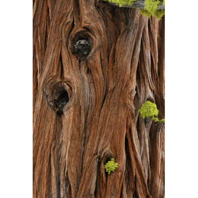 Bark by Jawphotos - No Frame Art Prints on Canvas