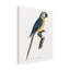 "Ologiste Perroquet I "sur toile-98232847