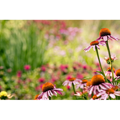 Garden Background by Ccahill