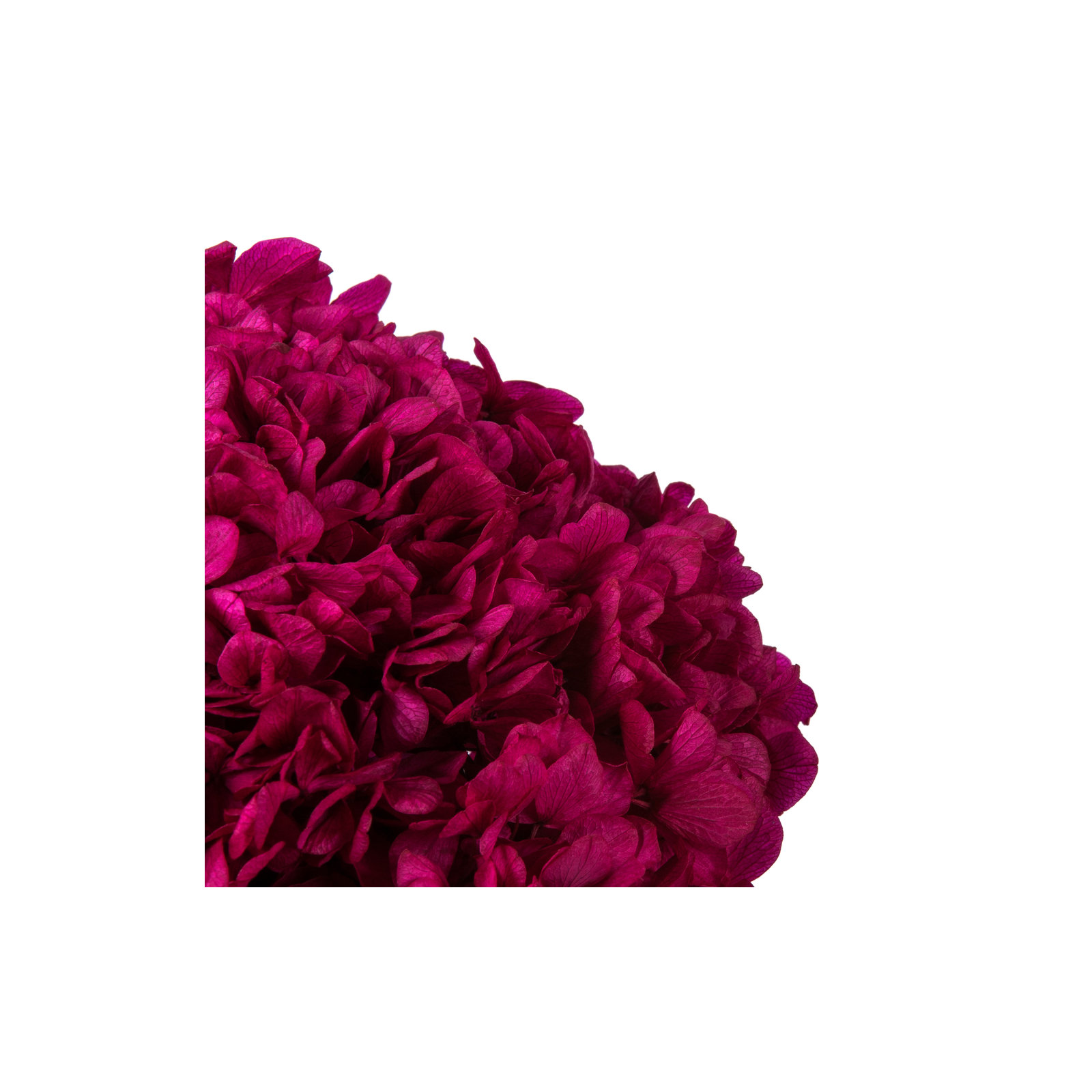 Natural Botanicals 15" Hydrangea with Multiple Branch Segments, Preserved, Merlot