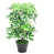 Variegated is unavailable