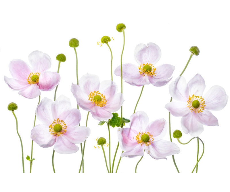 Wrapped Canvas Print, 81.28 cm H x 121.92 cm W