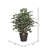48'' Faux Tree in Wicker/Rattan Basket