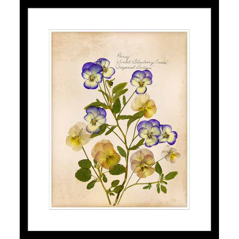 Pansy Painting