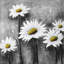 Imprimé floral marguerites encadrées-1262667305-1262667304