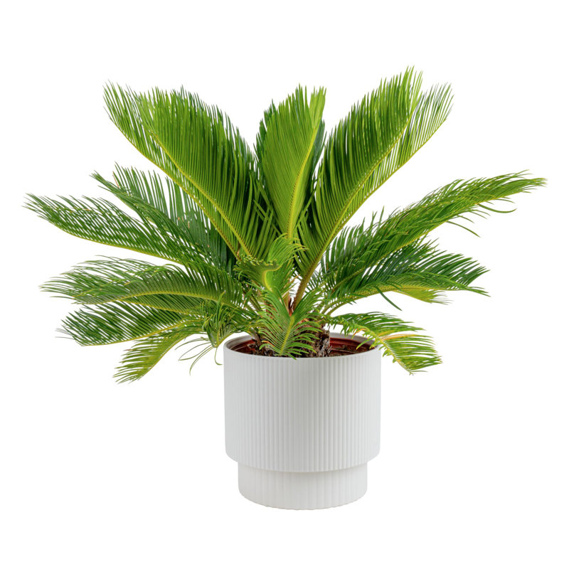 Sago Palm Tree in Décor Planter