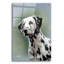 «Puppy Eyes Dalmatian» par John Silver-507298750