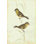 " Goldfinch " by Cassin Painting Print