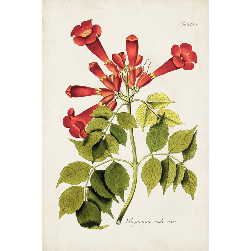 Tropical Trumpet Flowers II - Wrapped Canvas Print, 46cm H x 30cm W x 3.8cm D