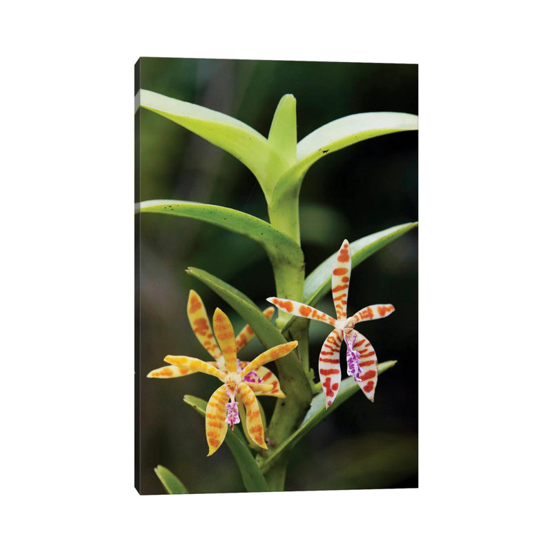 Orchid Flowers, Malaysia by Hiroya Minakuchi - Wrapped Canvas Print, 20.32 cm H x 30.48 cm W