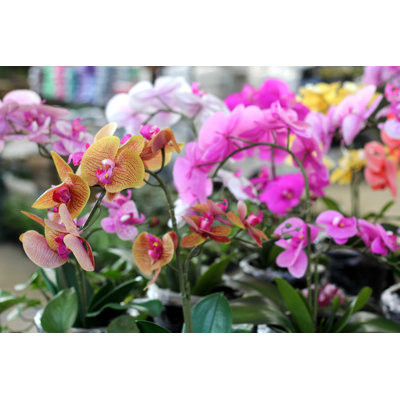 Vue de belles orchidées - photographie sur toile tendue