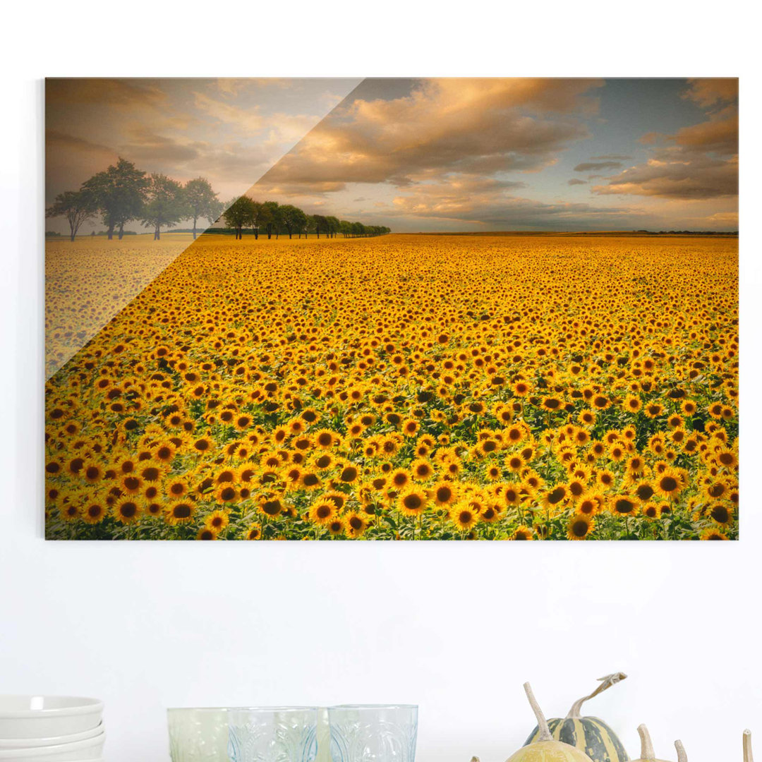 Glasbild Feld mit Sonnenblumen