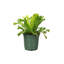 Live Leslie Bird's Nest Fern Plant