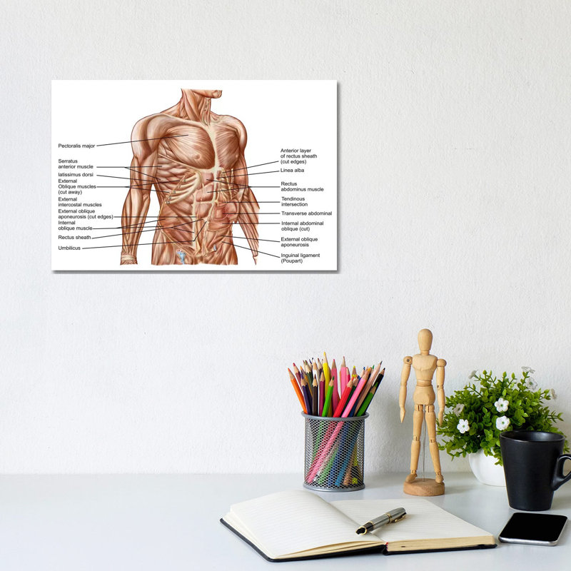 Anatomy of Humain Abdominal Muscles par Stocktrek Images - impression sur toile tendue, H 8 po x l 12 po x P 0,75 po