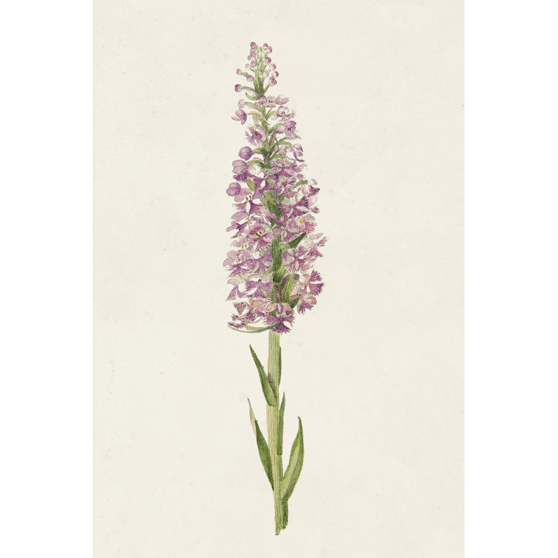 Mauve Garden Flowers I -  Painting, 46 cm H x 30 cm W, Black Floater Framed