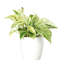 Marble Queen Pothos Plant in Pot-49662259