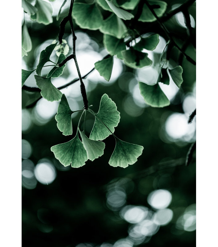 Wrapped Canvas Print, 76.2 cm H x 50.8 cm W