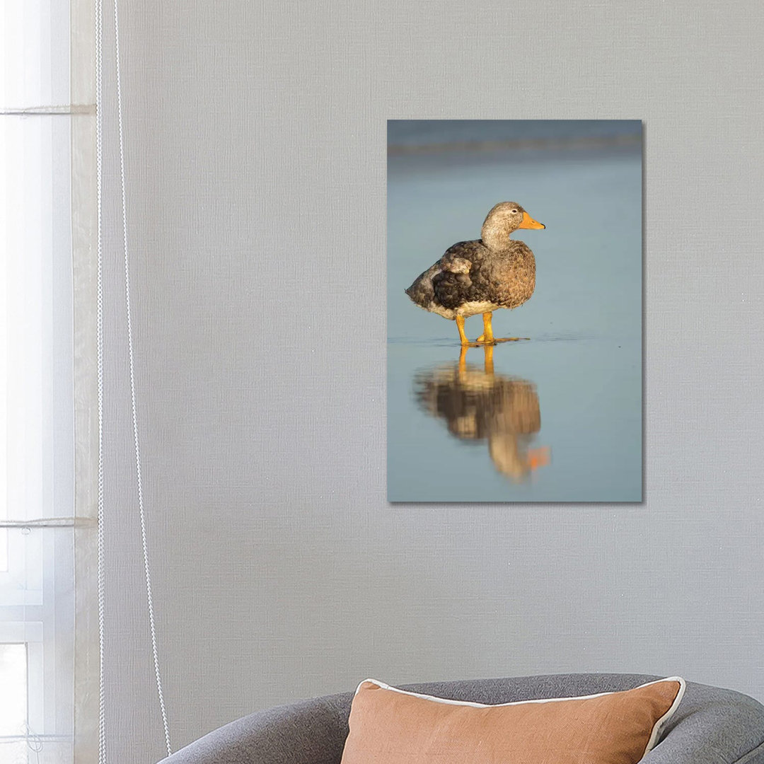 Male Falkland Flightless Steamer Duck, Falkland Islands by Martin Zwick - Wrapped Canvas Photograph