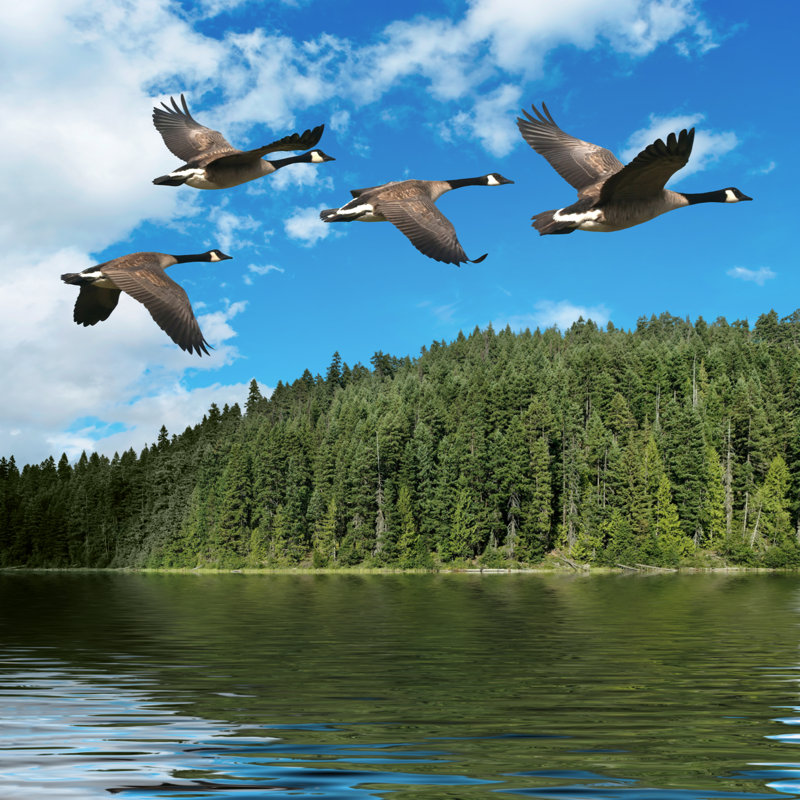 Migrating Canada Geese by Sharply_done - No Frame Print on Canvas, 30cm H x 30cm W