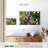 Australian Koala Bears-107922765