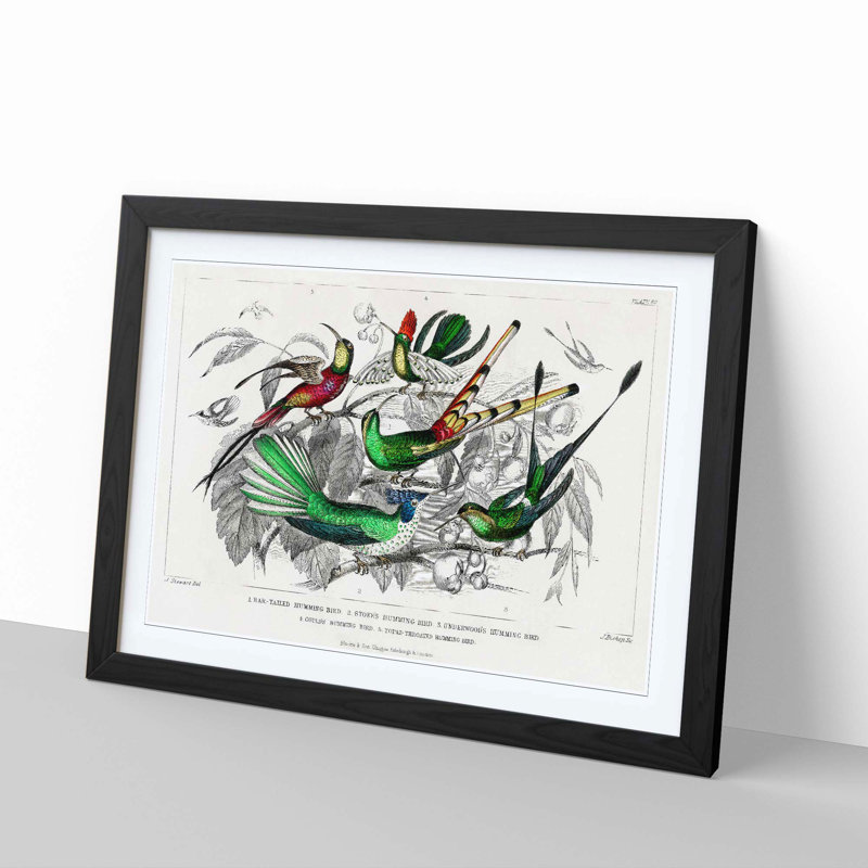 Collection of Hummingbirds PL. 60 by Oliver Goldsmith - Picture Frame Painting, 48cm H x 65cm W x 2cm D, Black Framed