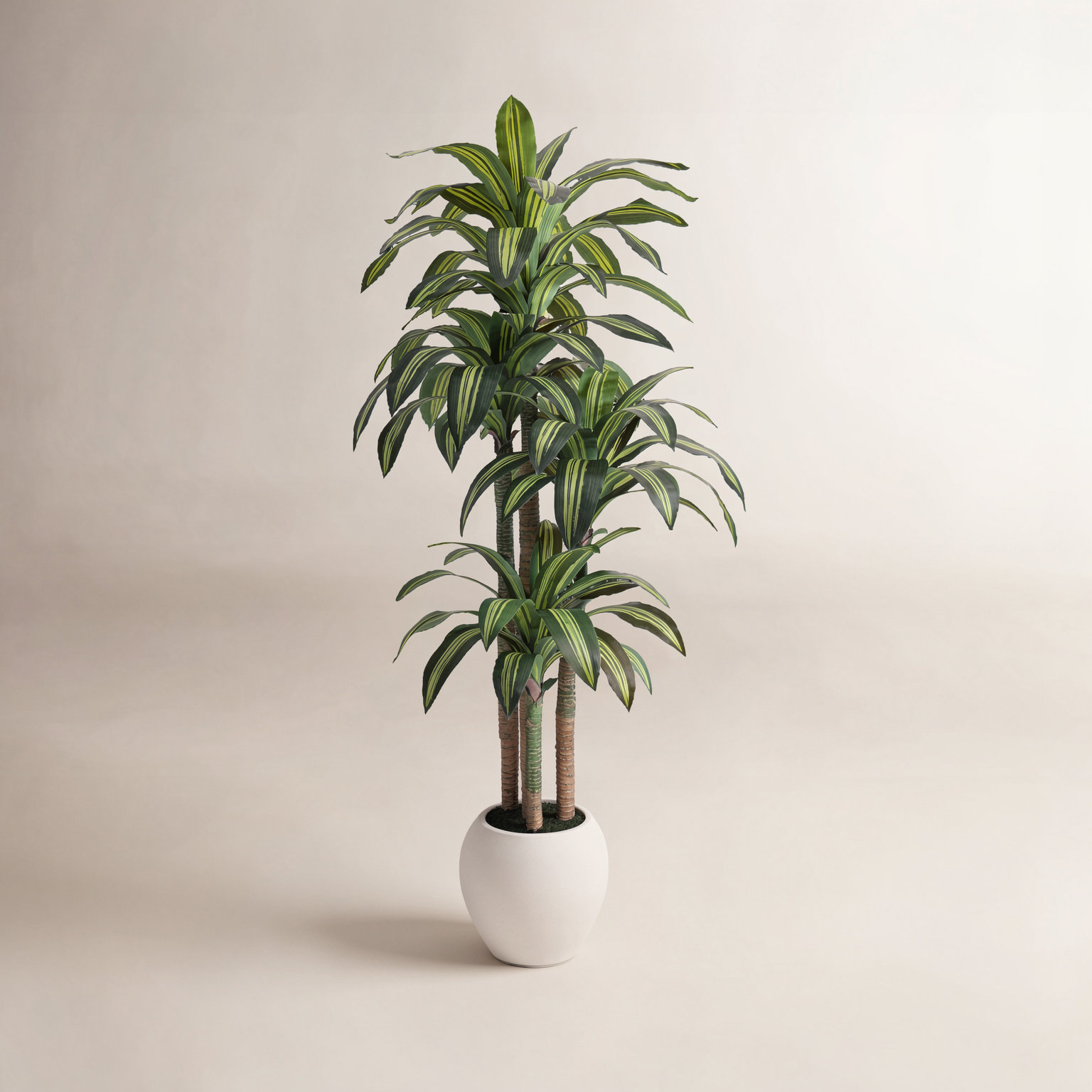 Romney Dracaena Tree in Planter, 84" H x 30" W