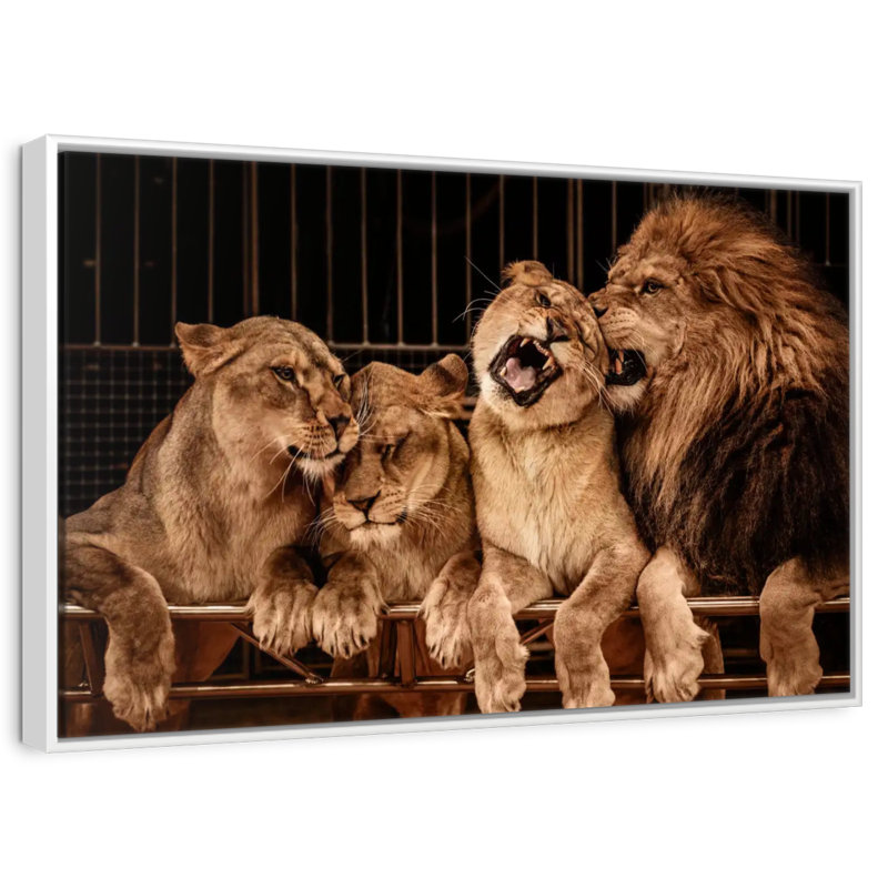 Fierté des lions, Cadre flottant blanc, 31 po x 21 po