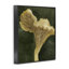 «Rustic Chantarelle Mushroom», estampe numérique par Grace Popp