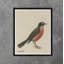 American Robin Print