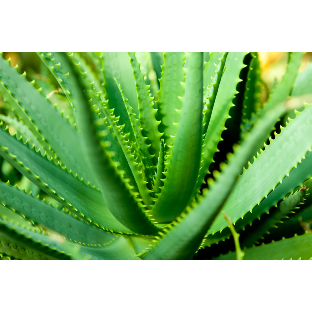 Aloe Leaves von Pawel Gaul - Druck