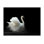 Papier peint cygne noir et blanc 2,7 m x 350 cm