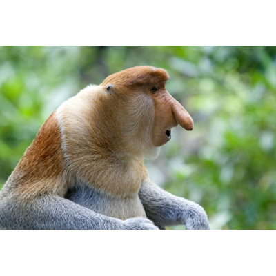 «Proboscis Monkey» par - Photographie sur toile tendue