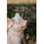 Cochon souriant avec des ailes assis