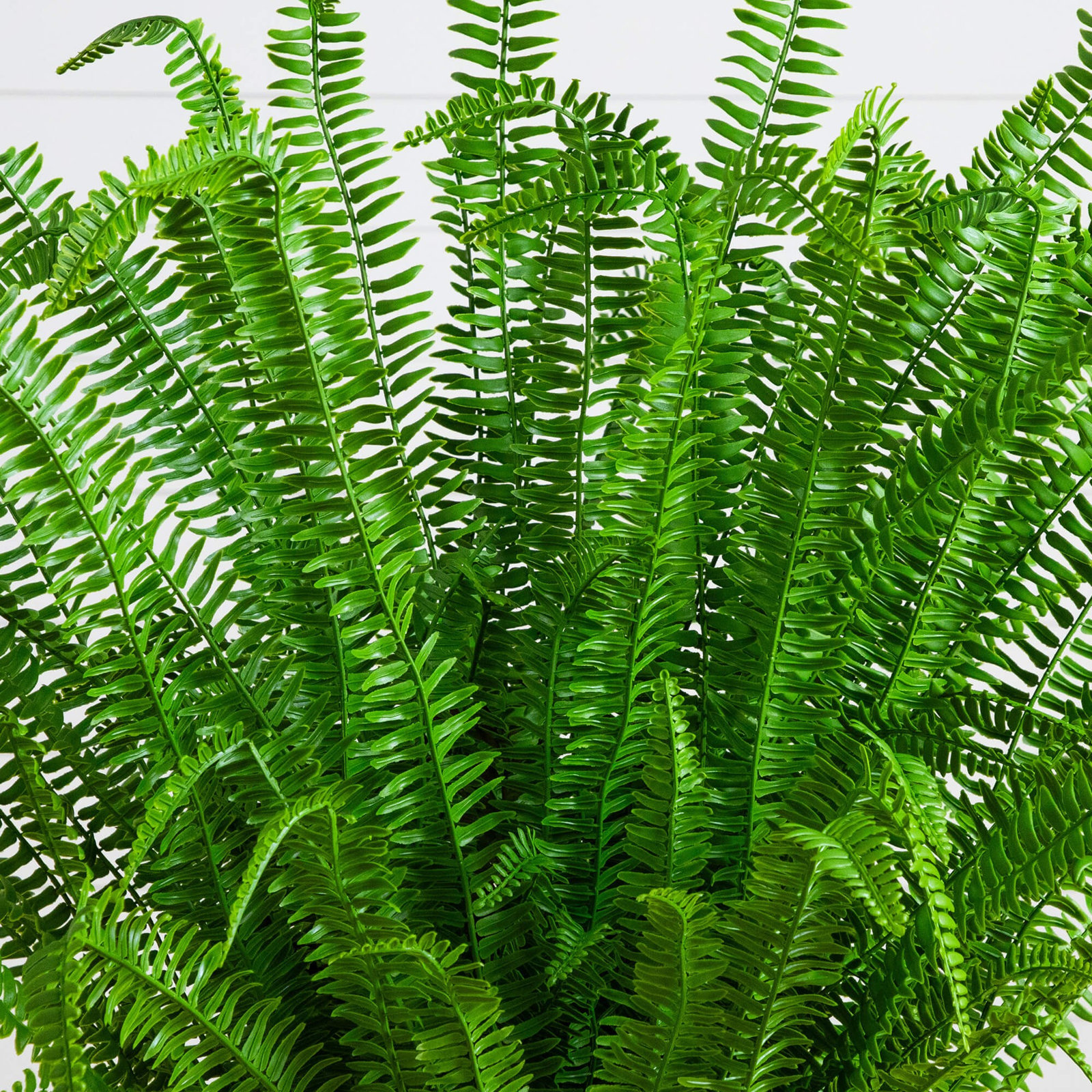 Boston Fern Plant in Nursery Pot, 48" H x 44" W x 44" D