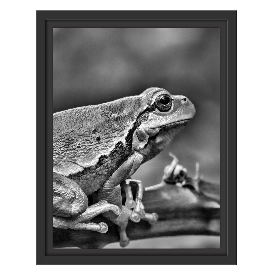 Gerahmtes Wandbild kleiner Frosch auf Dornenast