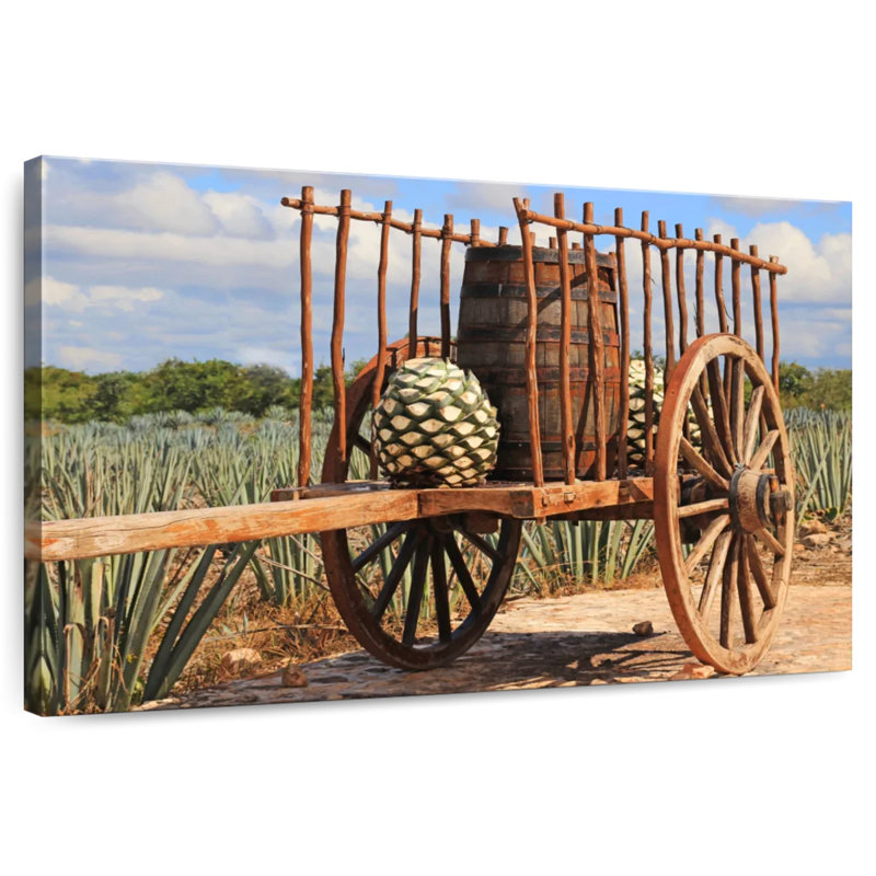 Agave mexicaine Mehar, H 30 po x l 45 po