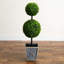 36 plantes