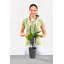 Deltini Pot Planter-16493042-16493044