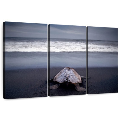 Tortue de mer Brampt Ridley