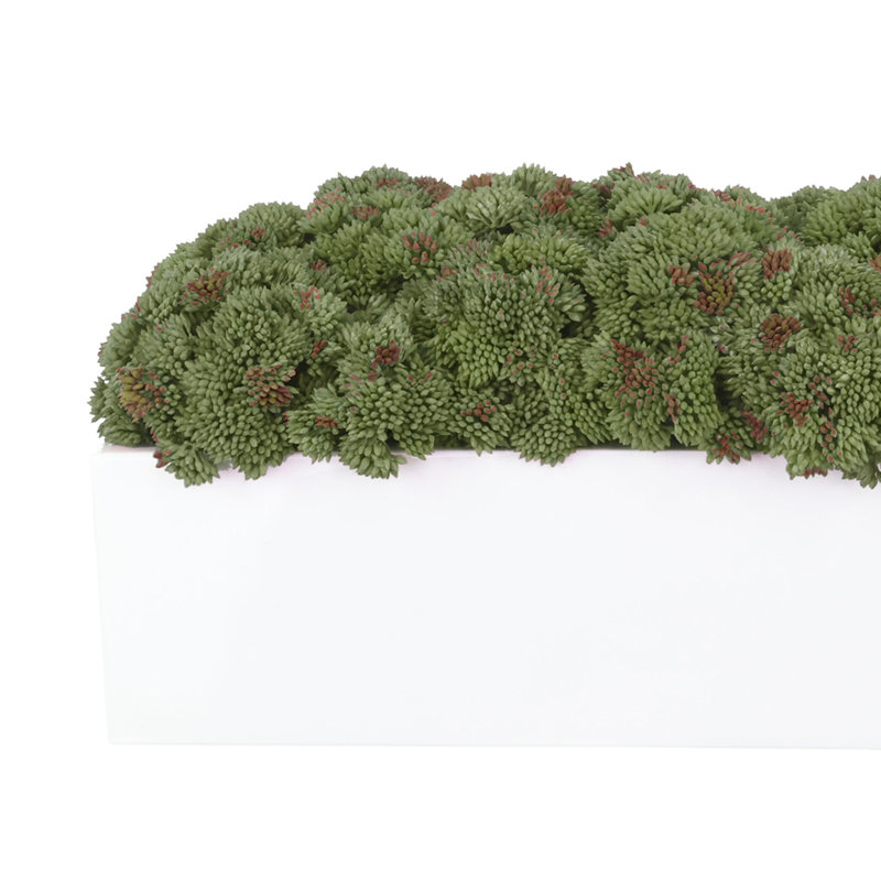 Arrangement de sédums dans un pot Fiberstone, H 7 po x l 17 po x P 7 po, Vert, Blanc