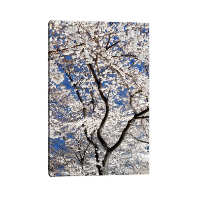 «Cherry Blossoms at Night» par Philippe Hugonnard - reproduction de photo sur toile tendue